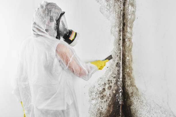 Best Mold Removal Company Near Me  in Lawrence, IN