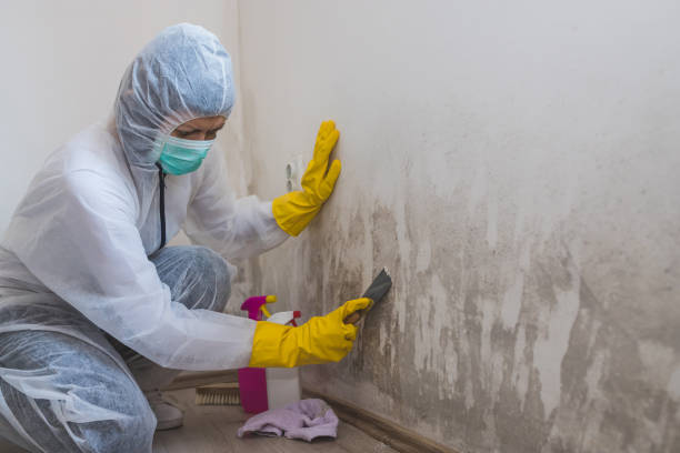 Professional Mold Removal in Lawrence, IN