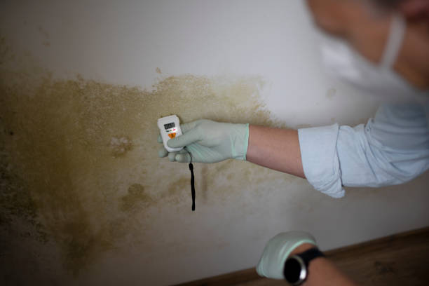 Best Mold Remediation  in Lawrence, IN