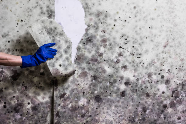 Best Toxic Mold Removal  in Lawrence, IN