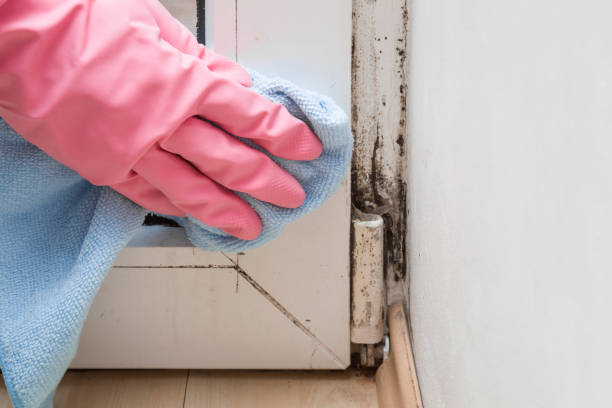 Best Certified Mold Removal  in Lawrence, IN