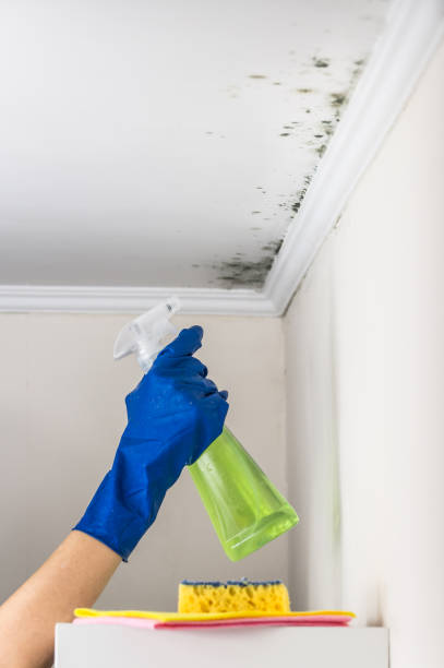 Best Mold Remediation  in Lawrence, IN
